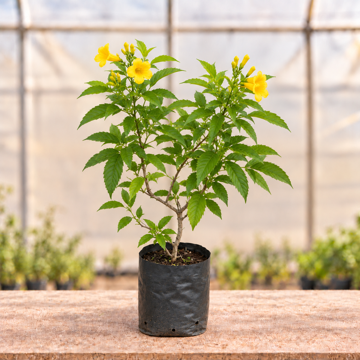 Tecoma Yellow Plant with sparse yellow flowers in black nursery grow bag, main view