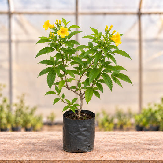 Tecoma Yellow Plant with sparse yellow flowers in black nursery grow bag, main view