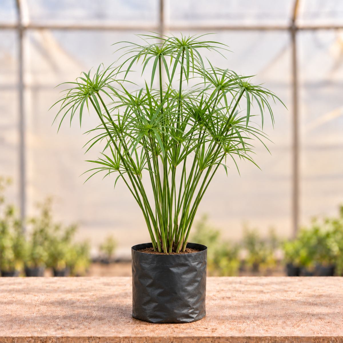 Umbrella Grass in black nursery grow bag, alternate view