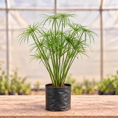 Umbrella Grass in black nursery grow bag, alternate view