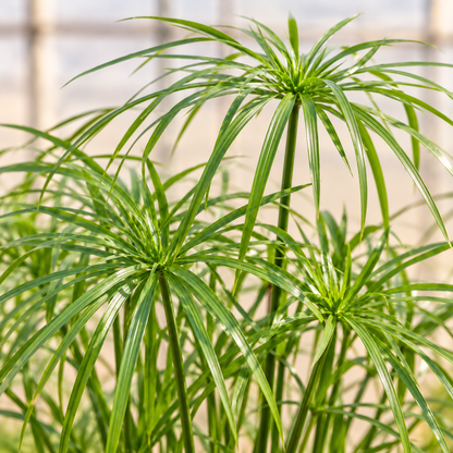 Umbrella Grass narrow green umbrella-shaped foliage close-up