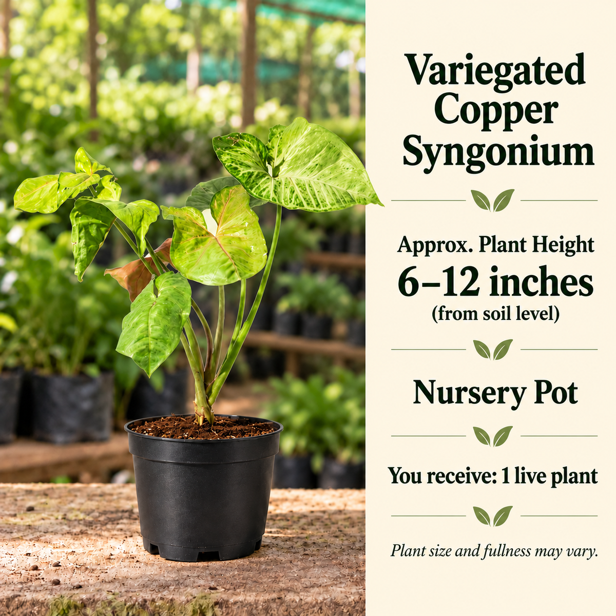 Variegated Copper Syngonium size-guide in nursery setting
