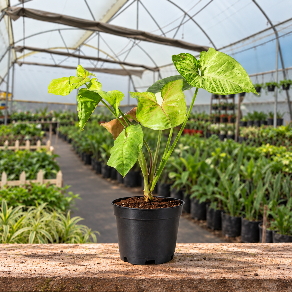 Variegated Copper Syngonium in nursery pot — Indian polyhouse nursery view