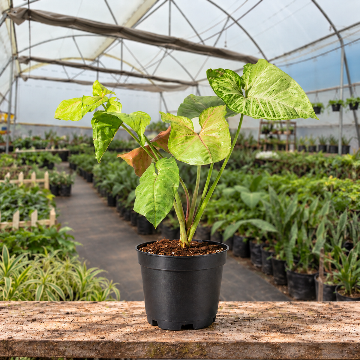 Variegated Copper Syngonium in nursery pot — Indian polyhouse nursery view