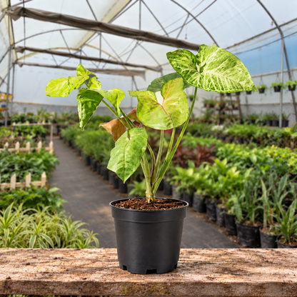 Variegated Copper Syngonium in nursery pot — Indian polyhouse nursery view