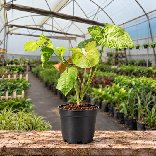 Variegated Copper Syngonium in nursery pot — Indian polyhouse nursery view