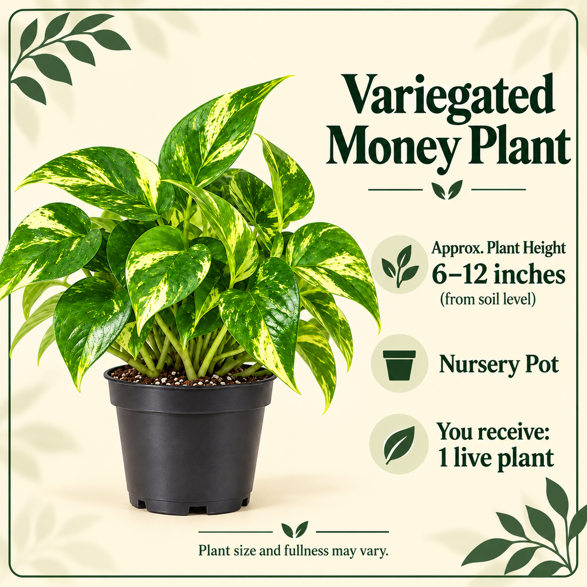 Variegated Money Plant size-guide in nursery setting