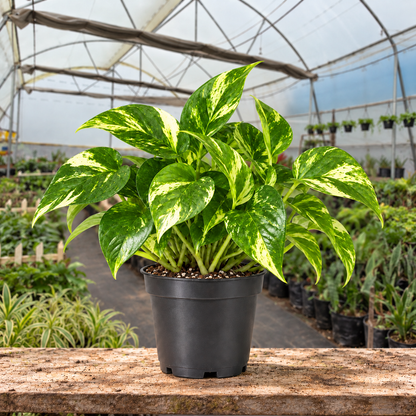 Variegated Money Plant in nursery pot — Indian polyhouse nursery view