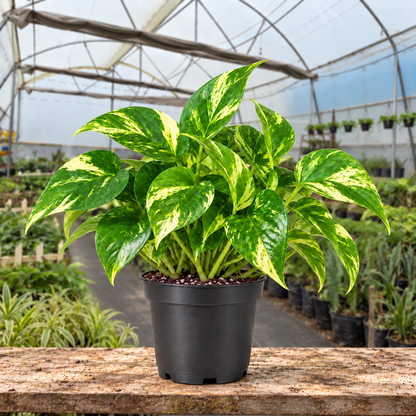 Variegated Money Plant in nursery pot — Indian polyhouse nursery view