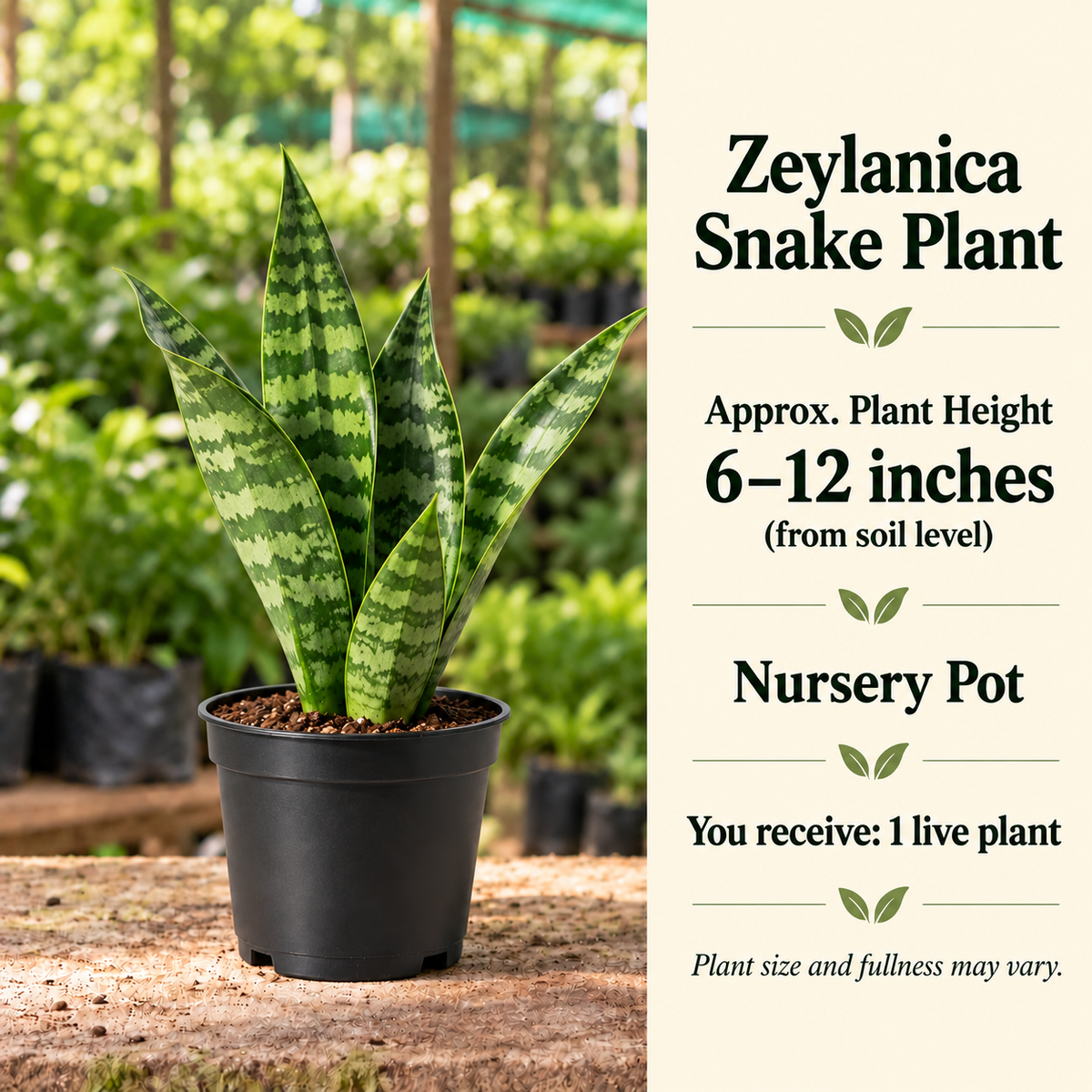 Zeylanica Snake Plant size-guide in nursery setting