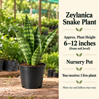 Zeylanica Snake Plant size-guide in nursery setting