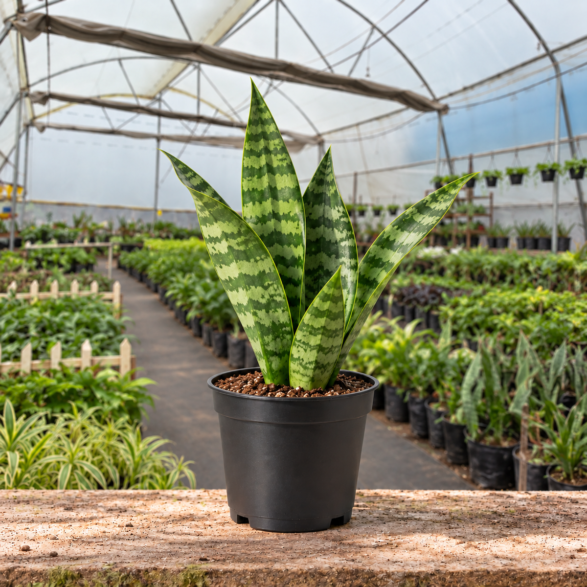 Zeylanica Snake Plant in nursery pot — Indian polyhouse nursery view