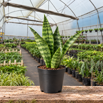 Zeylanica Snake Plant in nursery pot — Indian polyhouse nursery view