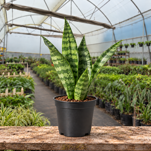 Zeylanica Snake Plant in nursery pot — Indian polyhouse nursery view